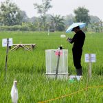 How Singapore scientists are nurturing a climate-friendly rice revolution with some regional farmers