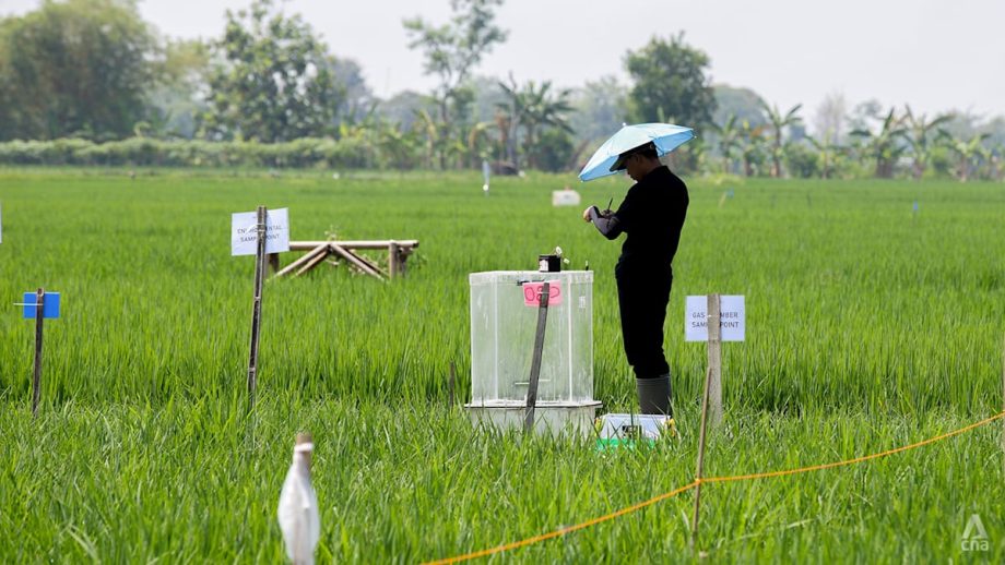How Singapore scientists are nurturing a climate-friendly rice revolution with some regional farmers