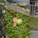 Indian woman in Singapore warns of 00 fine for picking up fallen mangoes