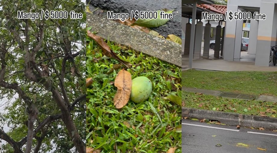 Indian woman in Singapore warns of 00 fine for picking up fallen mangoes