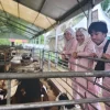 More S’porean Muslims head to Johor for korban