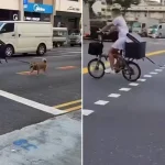 Cyclist slammed for riding on road in Bendemeer with dog leashed to bike: ‘Irresponsible and brainless’