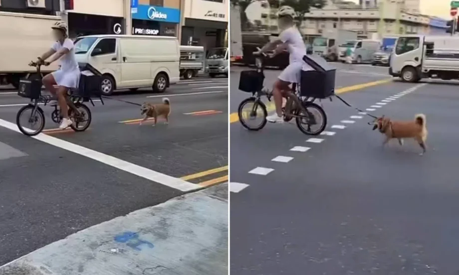 Cyclist slammed for riding on road in Bendemeer with dog leashed to bike: ‘Irresponsible and brainless’