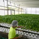 Veggies, seafood production in S’pore rose slightly in 2025