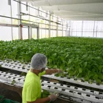 Veggies, seafood production in S’pore rose slightly in 2025