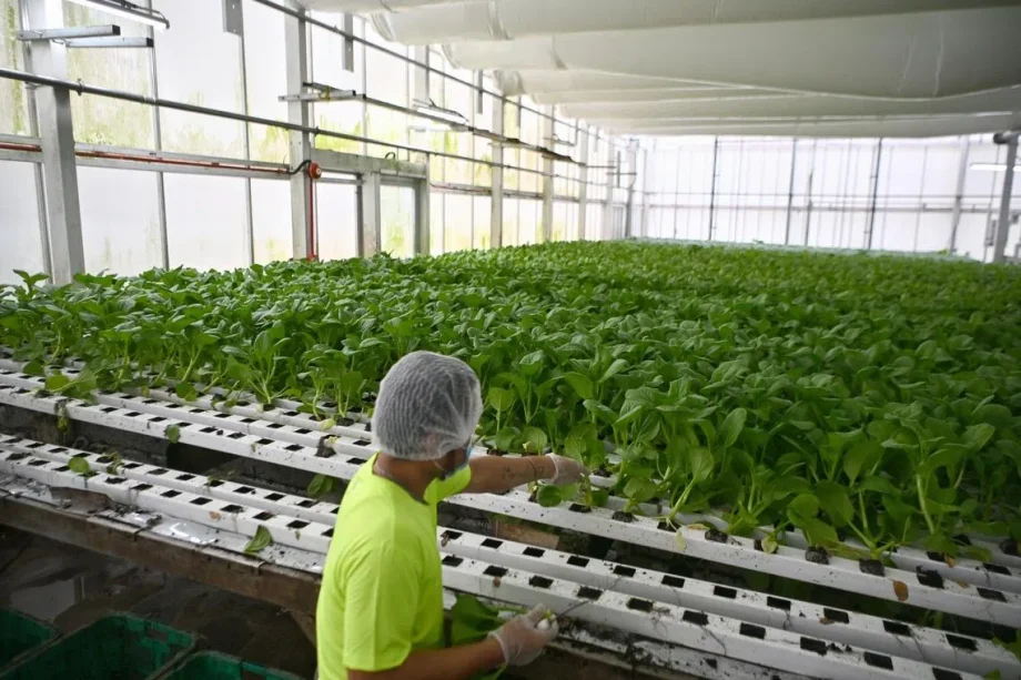 Veggies, seafood production in S’pore rose slightly in 2025