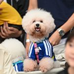 World Cup fever gets tail-wagging twist as Singapore kits out pets