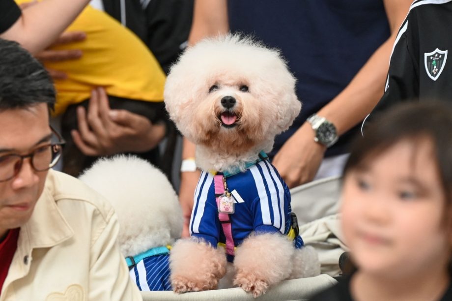 World Cup fever gets tail-wagging twist as Singapore kits out pets