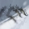 Google expands its AI-powered mosquito-suppression programme in Singapore