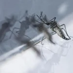 Google expands its AI-powered mosquito-suppression programme in Singapore Google expands its AI-powered mosquito-suppression programme in Singapore