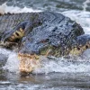 What you need to know about saltwater crocodiles in S’pore