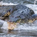 What you need to know about saltwater crocodiles in S’pore