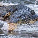 What you need to know about saltwater crocodiles in S’pore