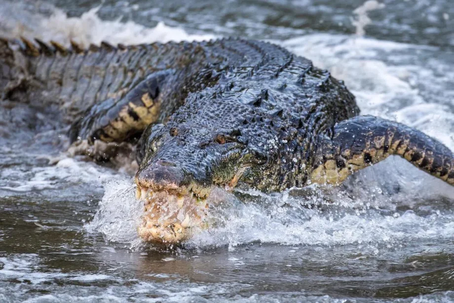 What you need to know about saltwater crocodiles in S’pore