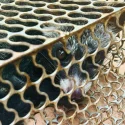 Mystery of disappearing bananas solved: Family catches civet cat instead of rat in trap
