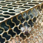 Mystery of disappearing bananas solved: Family catches civet cat instead of rat in trap