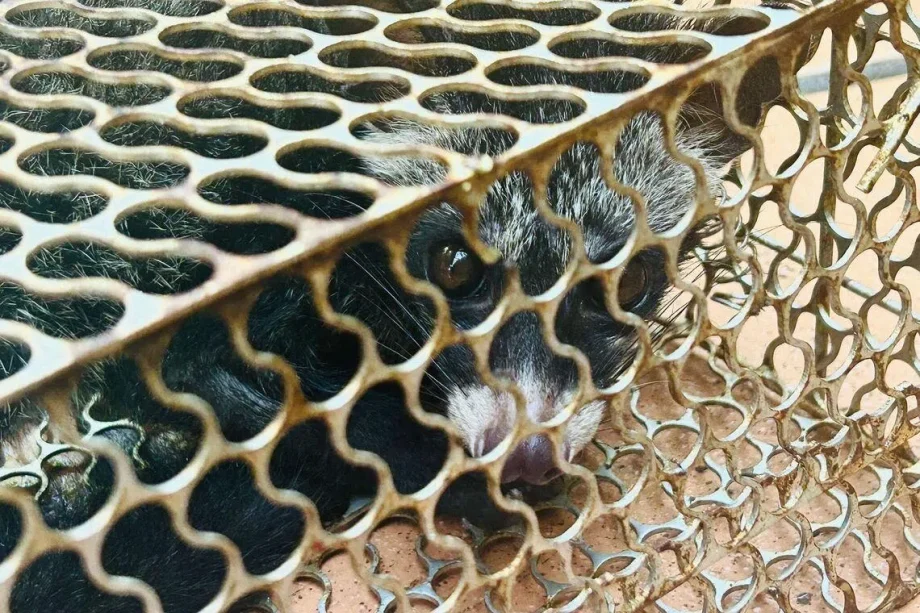 Mystery of disappearing bananas solved: Family catches civet cat instead of rat in trap