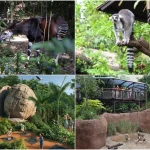 Rainforest Wild Adventure at Mandai fully open