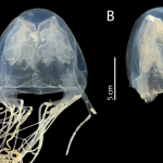 Scientists discover deadly, highly venomous box jellyfish near Singapore’s ‘Island of Death Behind’