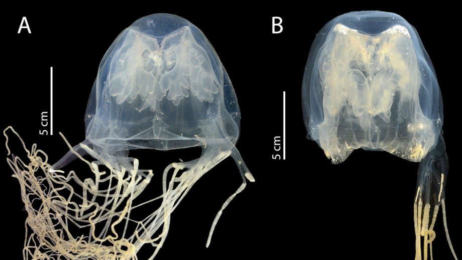 Scientists discover deadly, highly venomous box jellyfish near Singapore’s ‘Island of Death Behind’ Scientists discover deadly, highly venomous box jellyfish near Singapore’s ‘Island of Death Behind’
