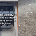 Serangoon residents claim old woman on 12th floor behind 8-year pigeon problems