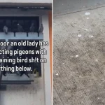 Serangoon residents claim old woman on 12th floor behind 8-year pigeon problems