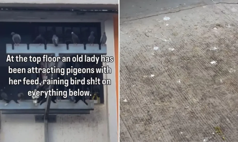 Serangoon residents claim old woman on 12th floor behind 8-year pigeon problems