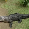Crocodile spotted near Keppel Bay; NParks monitoring situation