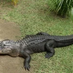 Crocodile spotted near Keppel Bay; NParks monitoring situation