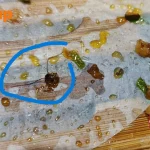 Family ‘shocked into stunned silence’ after allegedly finding ‘cockroach head’ in Scarlett Supermarket’s pork bun