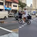 Netizens outraged after woman seen cycling with leashed Shiba Inu running along Serangoon Road, Singapore News