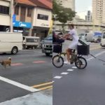 Netizens outraged after woman seen cycling with leashed Shiba Inu running along Serangoon Road, Singapore News