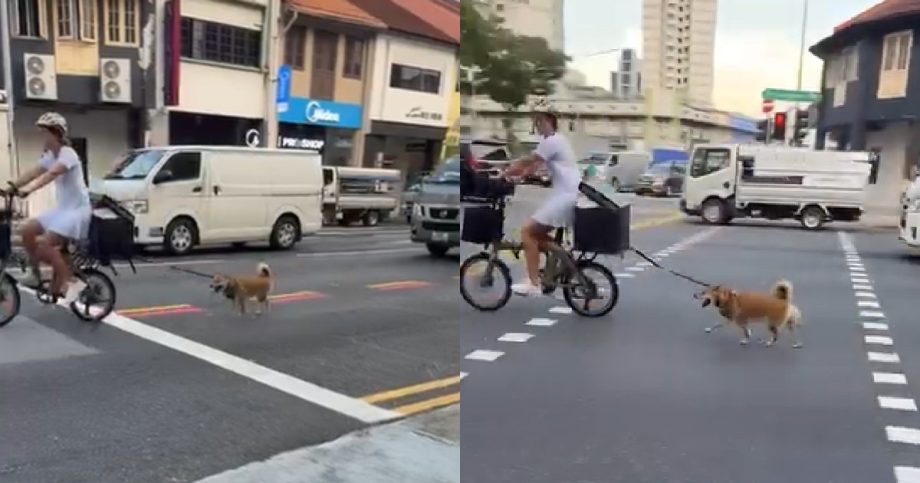 Netizens outraged after woman seen cycling with leashed Shiba Inu running along Serangoon Road, Singapore News