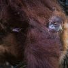 Meet Ayaan: Singapore Zoo’s first orangutan born via artificial insemination, Singapore News