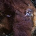 Meet Ayaan: Singapore Zoo’s first orangutan born via artificial insemination, Singapore News