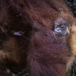 Meet Ayaan: Singapore Zoo’s first orangutan born via artificial insemination, Singapore News