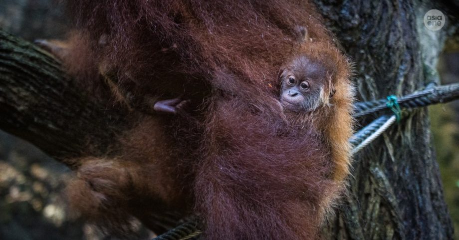 Meet Ayaan: Singapore Zoo’s first orangutan born via artificial insemination, Singapore News Meet Ayaan: Singapore Zoo’s first orangutan born via artificial insemination, Singapore News