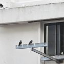 ‘Raining bird shit’: Woman allegedly feeds pigeons from Serangoon flat, affecting residents, Singapore News