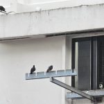 ‘Raining bird shit’: Woman allegedly feeds pigeons from Serangoon flat, affecting residents, Singapore News