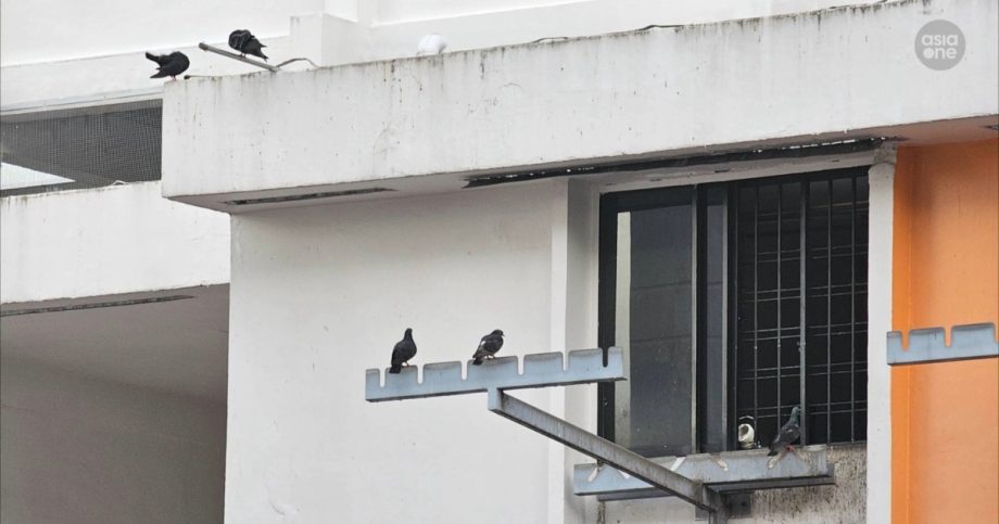 ‘Raining bird shit’: Woman allegedly feeds pigeons from Serangoon flat, affecting residents, Singapore News