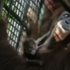 Baby orang utan born via artificial insemination at Mandai