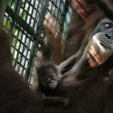 Baby orang utan born via artificial insemination at Mandai