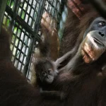 Baby orang utan born via artificial insemination at Mandai
