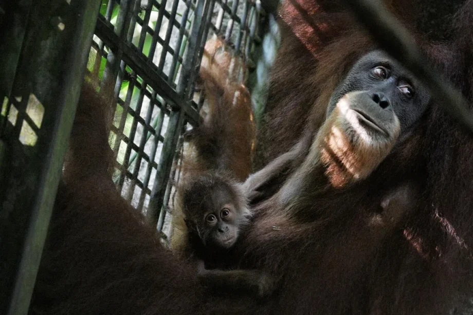 Baby orang utan born via artificial insemination at Mandai Baby orang utan born via artificial insemination at Mandai