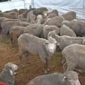 Arrival of live sheep for korban at four mosques may be delayed, says MUIS