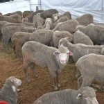 Arrival of live sheep for korban at four mosques may be delayed, says MUIS