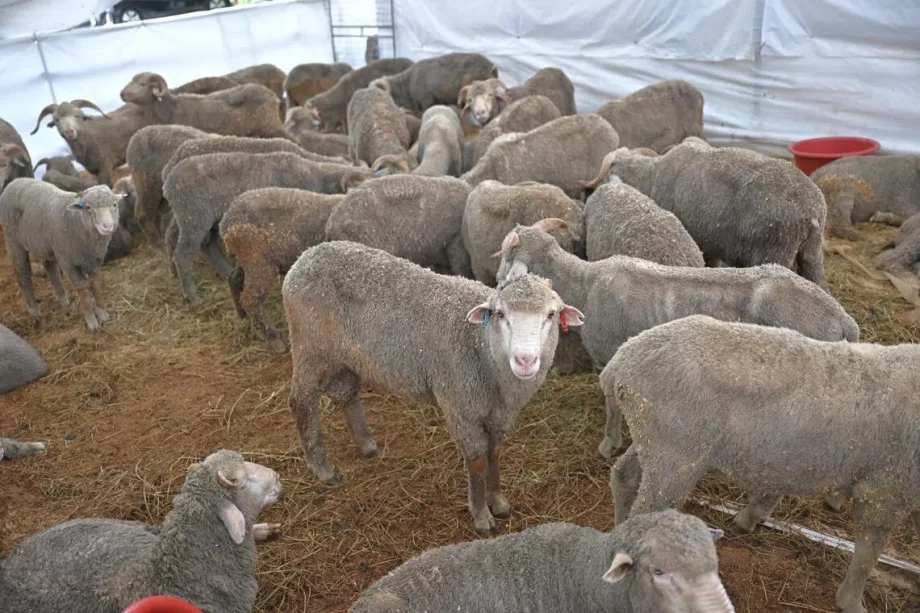 Arrival of live sheep for korban at four mosques may be delayed, says MUIS Arrival of live sheep for korban at four mosques may be delayed, says MUIS