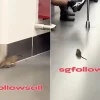 SMRT to step up pest control measures after rat spotted in train