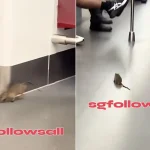 SMRT to step up pest control measures after rat spotted in train