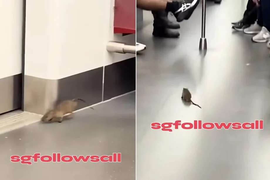 SMRT to step up pest control measures after rat spotted in train